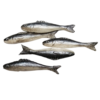 UFS4 (fish-set of 5)